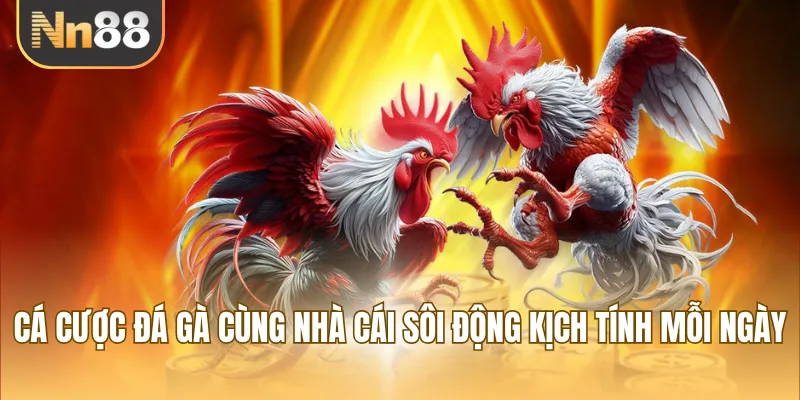 Cá cược đá gà cùng nhà cái sôi động kịch tính mỗi ngày